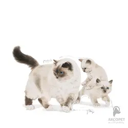 کنسرو بچه گربه و مادر رویال کنین Mother &amp; Babycat وزن 195 گرمی