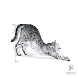 غذای خشک گربه ایندور بالغ رویال کنین - داخل خانه Indoor