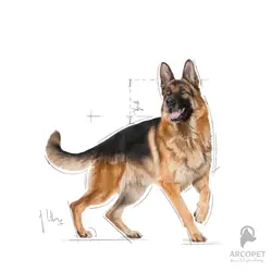 غذای خشک سگ بالغ رویال کنین نژاد ژرمن شپرد German Shepherd