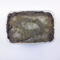 سبزی قورمه سبزی رشتی