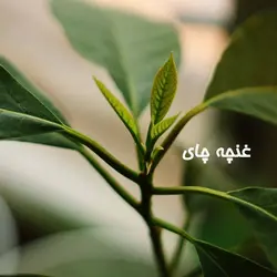 چای زرین (ساچمه ای) بهاره 1401 لاهیجان (ارتفاعات دیلمان)