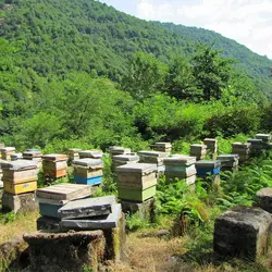 عسل گون طبیعی