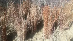 نهال زرشک بیدانه (یکساله)