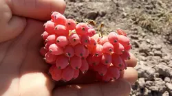 نهال زرشک بیدانه (یکساله)