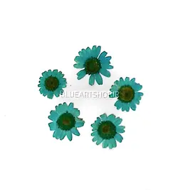 گل خشک بابونه فیروزه ای3472