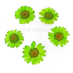 گل بابونه سبز روشن