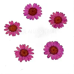 گل خشک بابونه سرخابی