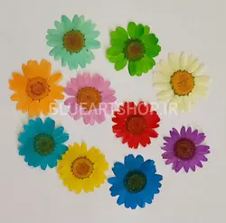 گل خشک بابونه ده رنگ