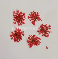 گل خشک شوکران قرمز 5 عددی