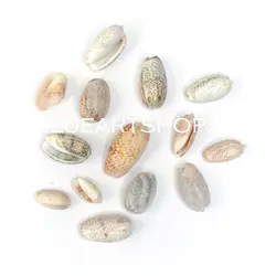 صدف پسته ای 100 گرم