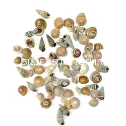 صدف حلزونی 100 گرم