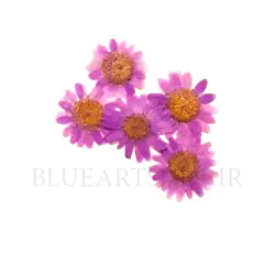 گل خشک بابونه بنفش