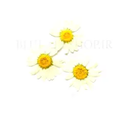 گل خشک بابونه سفید پرسی