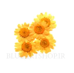 گل خشک بابونه نارنجی