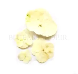 گل خشک هورتانسیا سفید