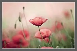 قیمت و خرید پوستر دیواری گل شقایق کد R-110 - دکوشنل