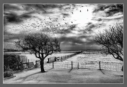 قیمت و خرید پوستر طبیعت سیاه و سفید کد R-109 - دکوشنل