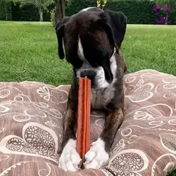 تشویقی سگ ستاره دنباله‌دار Whimzees (پک 56 عددی)