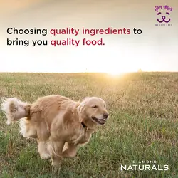 غذا خشک سگ گوشت بره و برنج قهوه ای