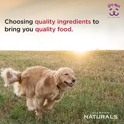 غذا خشک توله سگ با گوشت بره و برنج قهوه ای