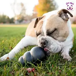 اسباب بازی محرک ذهنی سگ KONG