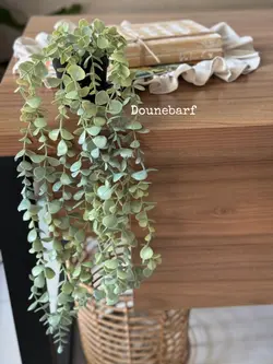 گیاه اکالیپتوس