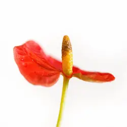 بذر آنتوریوم