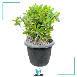 خرید انواع گل مرجان هلندی گل درشت و ریز