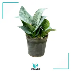 سانسوریا پاکوتاه