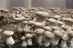 فروش بذر قارچ شاه صدف (پلوروتوس ارینجی)