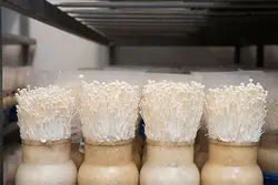 فروش بذر قارچ انوکی تاکه (فلامولینا)