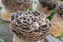 فروش بذر قارچ دم بوقلمون (ترامتس ورسیکالر)