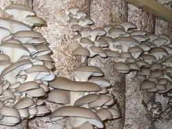 فروش بذر قارچ صدفی طوسی (پلوروتوس اوستراتوس)