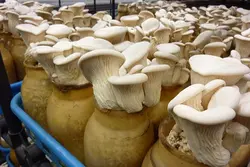 فروش بذر قارچ کما (پلوروتوس نبرودنسیس)