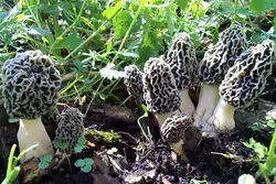 فروش بذر قارچ مورل (مورچلا)