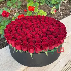 باکس گل 100 شاخه رز هلندی - خرید مستقیم از گلخانه بدون واسطه