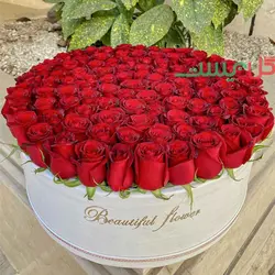 باکس گل 100 شاخه رز هلندی - خرید مستقیم از گلخانه بدون واسطه