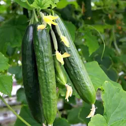 بذر خیار رکسانا