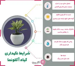 گلدان اگلونما قرمز