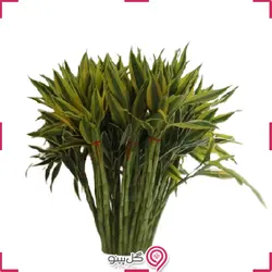 بامبو رومیزی ابلق هلندی