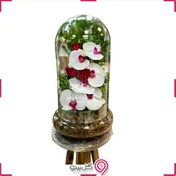 تراریوم ماها