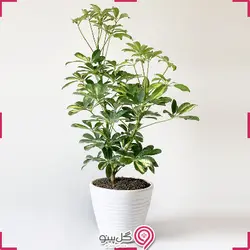 گیاه شفلرا بلند