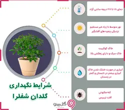 گیاه شفلرا بلند