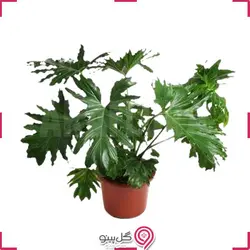 گیاه فیلودندرون کنگره ای