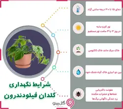 گیاه فیلودندرون کنگره ای