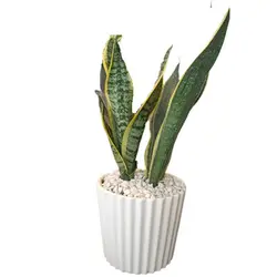 سانسوریا کرواتی ابلق