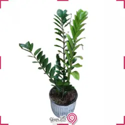 گیاه زامیفولیا متوسط
