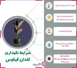 گیاه فیکوس بلک