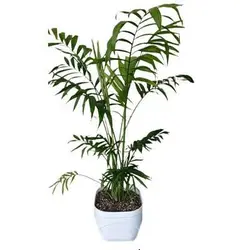 گلدان نخل شامادورا