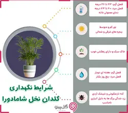 گلدان گیاه نخل شامادورا